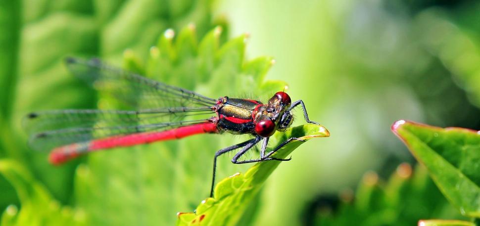 Free Image of Red dragonfly and green leaves  