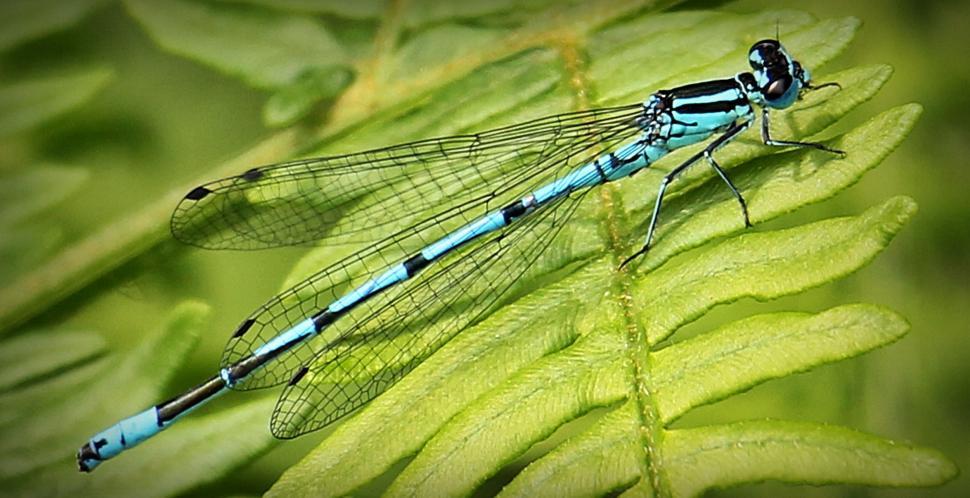 Free Image of Blue dragonfly - Macro 
