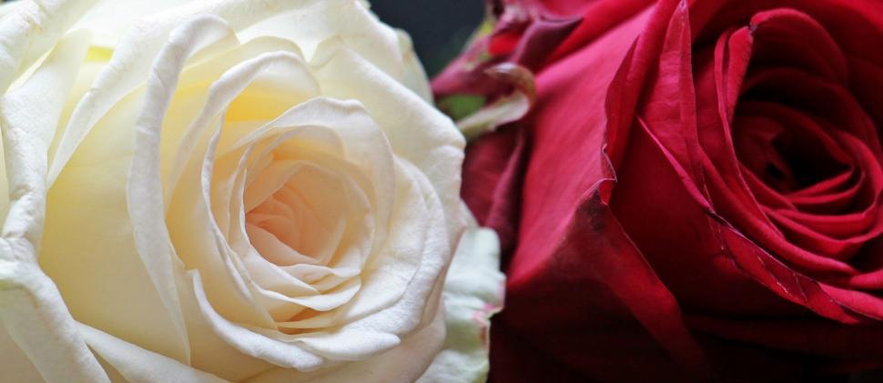 Free Image of Two Red and White Rose - Macro 