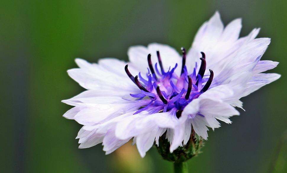 Free Image of White and blue flower 