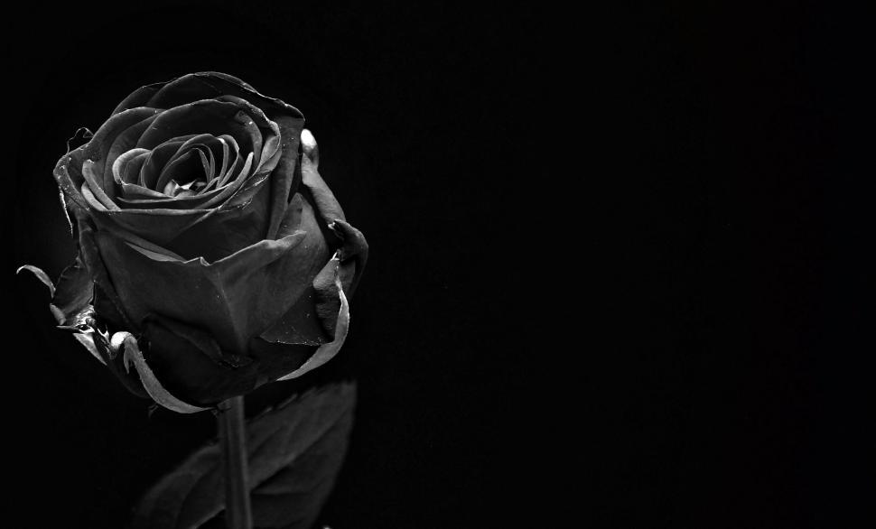 Free Image of Black Rose - B&W 