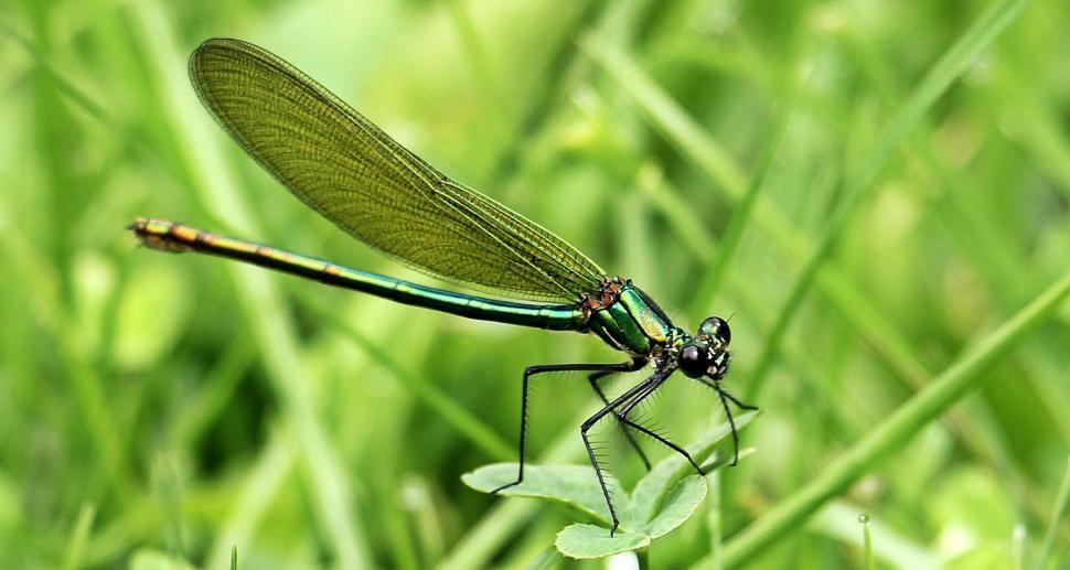 Free Image of Green-black dragonfly 