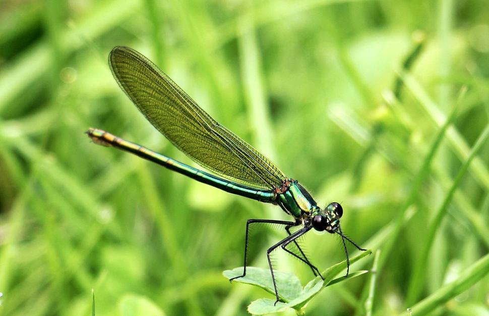 Free Image of Green dragonfly 