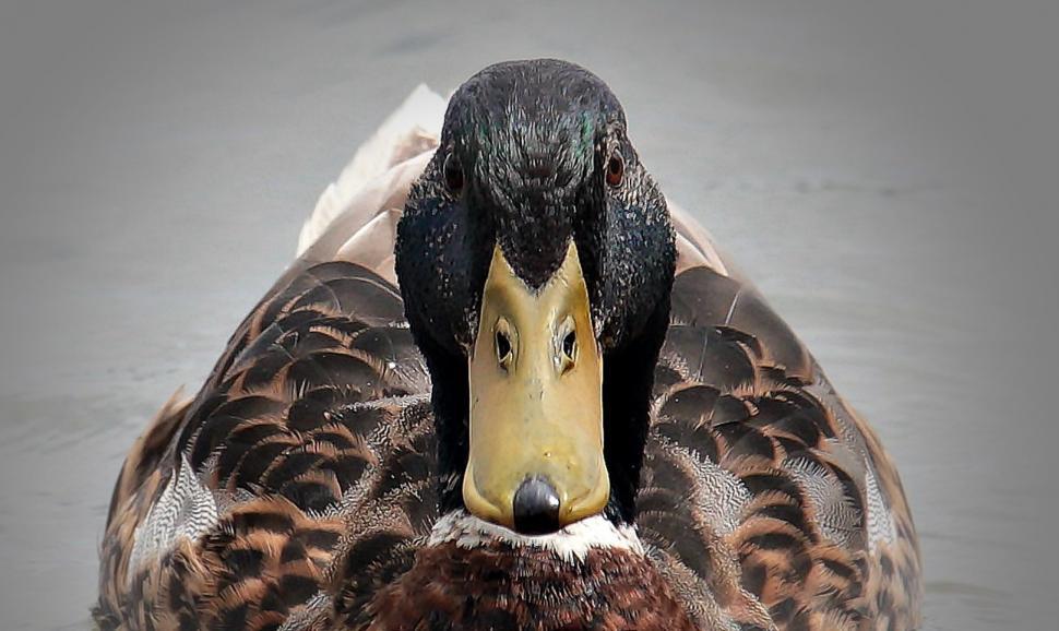 Free Image of Mallard Duck - Eye Contact 