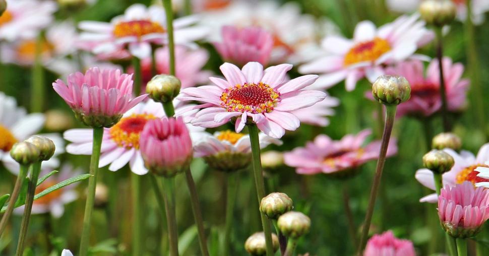 Free Image of Pink Daisy Flowers 