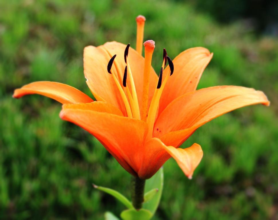 Free Image of Orange lily 