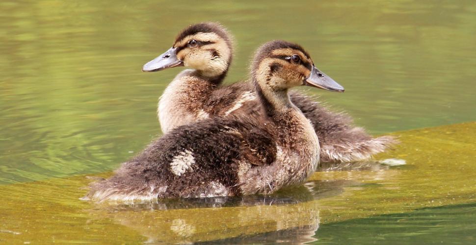 Free Image of Two Ducklings in water 