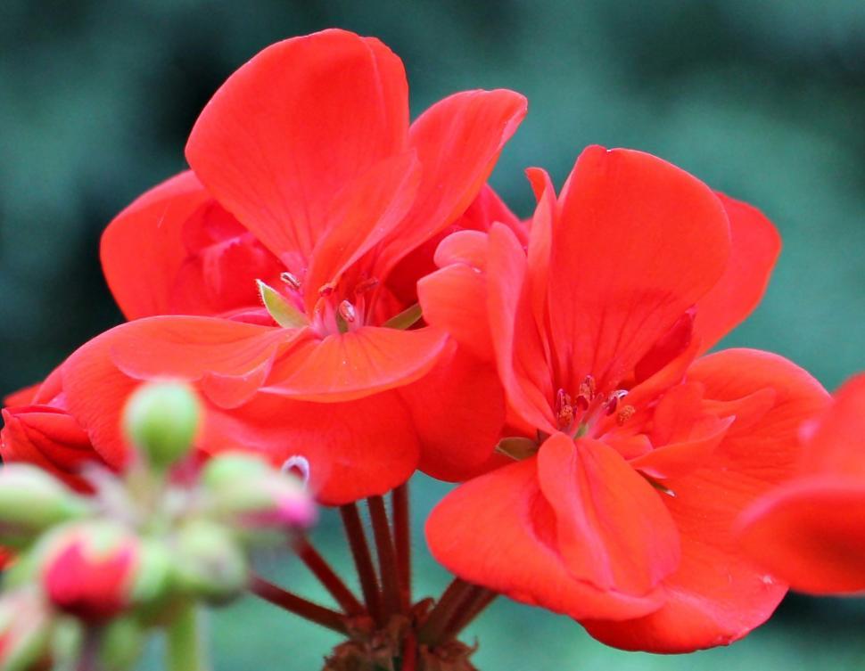 Free Image of Red geranium Flower 