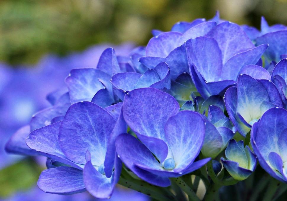 Free Image of Blue Hydrangea 