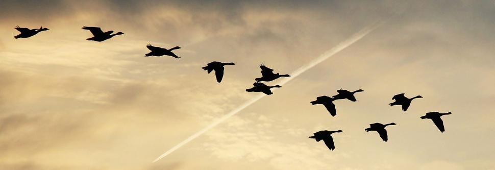 Free Image of Birds in Sky 