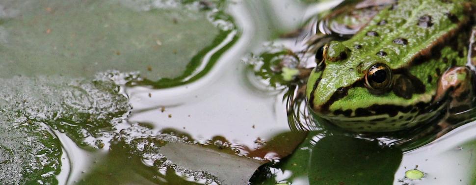 Free Image of Green Frog 