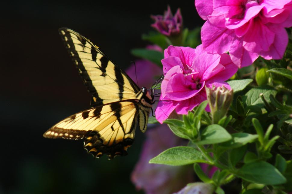 Free Image of Butterfly1 