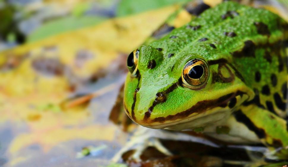 Free Image of Green Frog (Lithobates clamitans) 