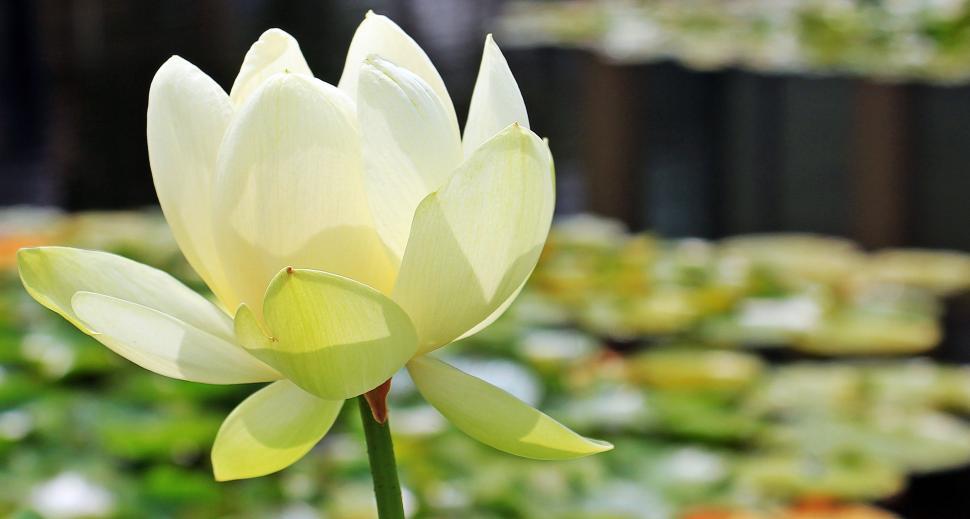 Free Image of Yellow Water-lily 