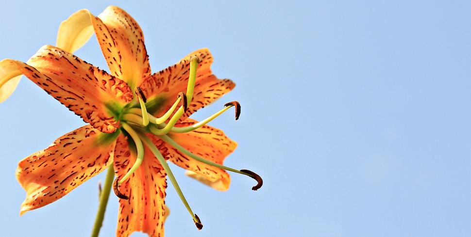 Free Image of Orange Lily Flower 