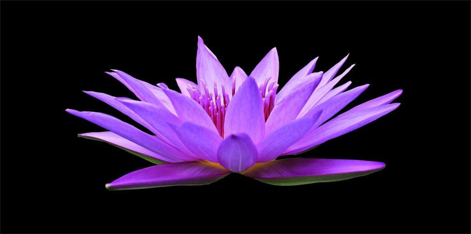 Free Image of Blue Water Lily  
