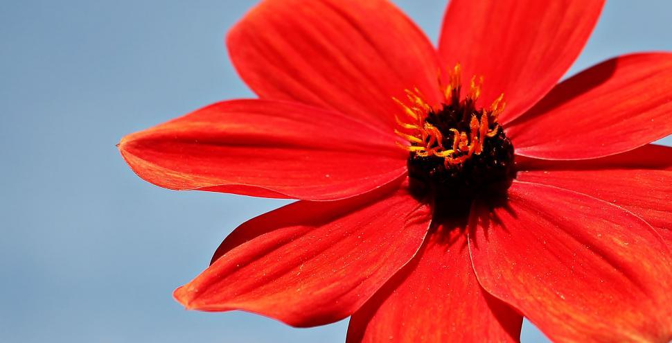 Free Image of Red Dahlia Flower 
