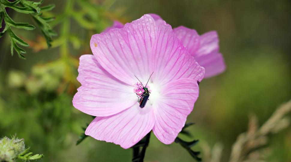 Free Image of Pink Flower 