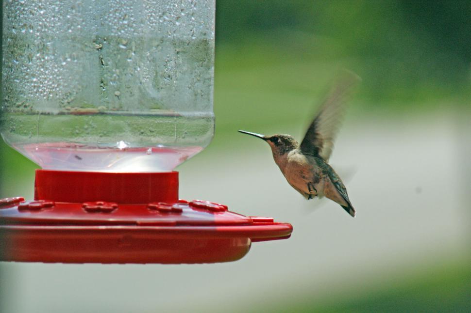 Free Image of Hummer in flight 