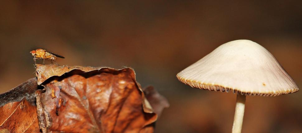 Free Image of Mushroom and Insect 