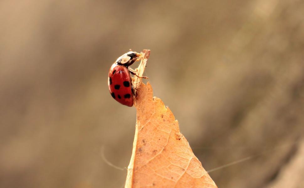 Free Image of Ladybird beetle  