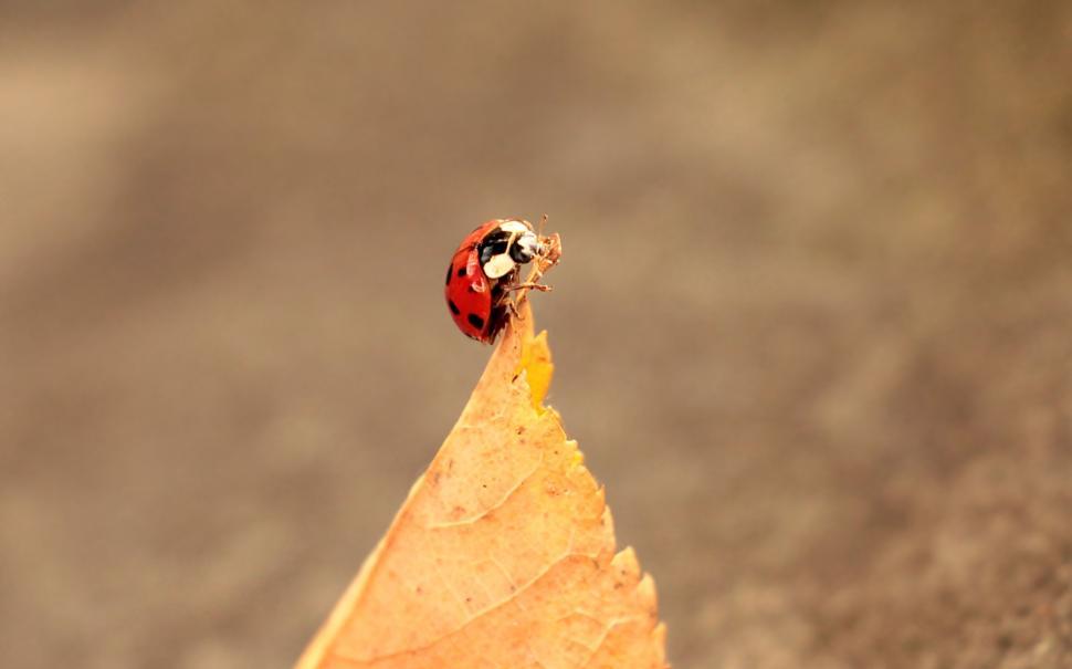 Free Image of Ladybird beetle and autumn leaf 