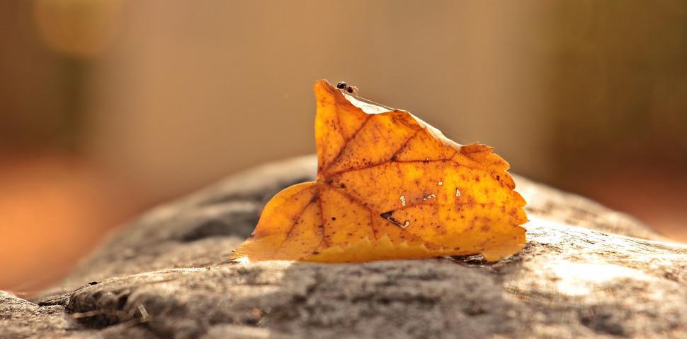 Free Image of Ant (insect) and yellow leaf 