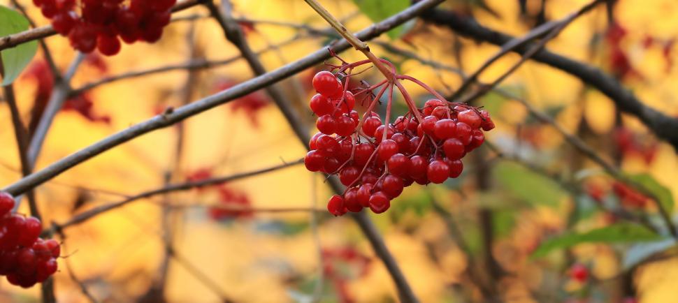Free Image of Redcurrant berries 