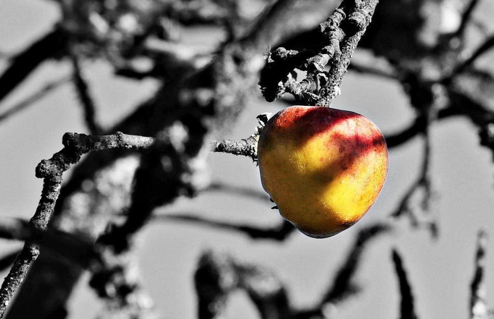 Free Image of Yellow Red Apple and black tree 