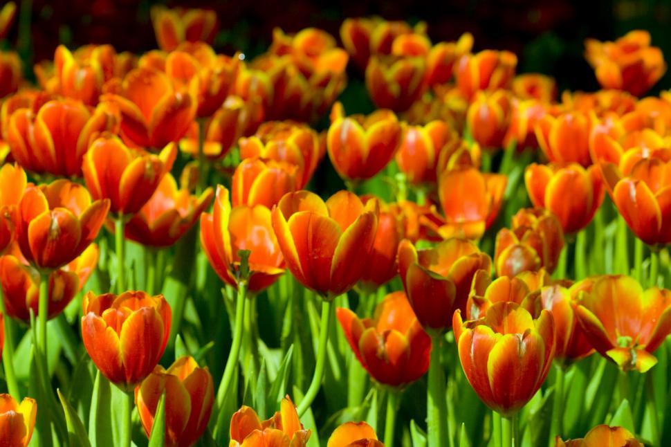 Free Image of Vibrant Field of Orange and Yellow Flowers 