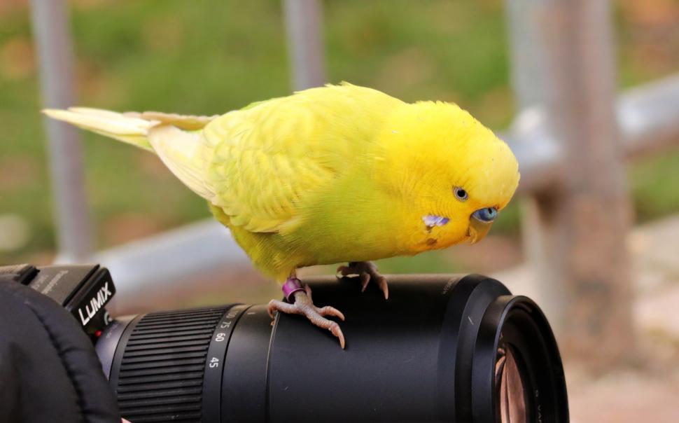 Free Image of Yellow budgie 