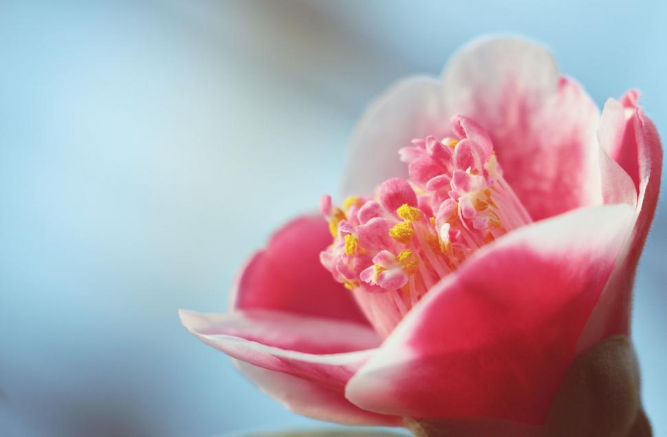 Free Image of Japanese camellia flower 
