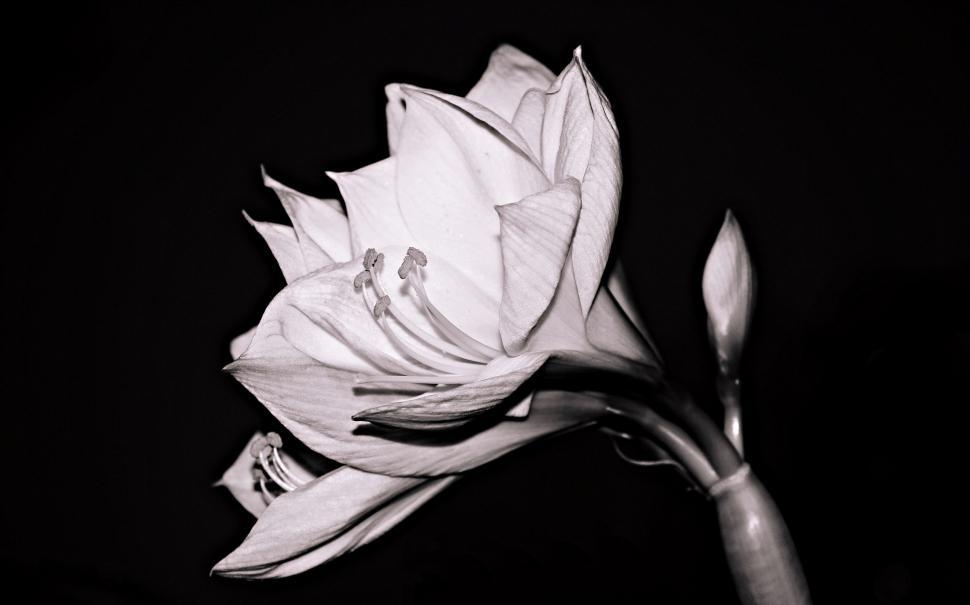 Free Image of Amaryllis flower on black background 