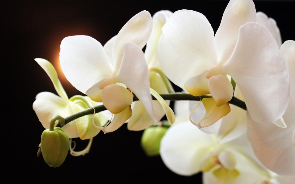 Free Image of Moth orchids flowers 