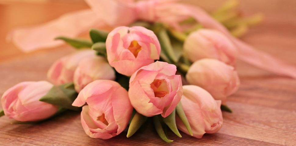 Free Image of Pink Tulips 