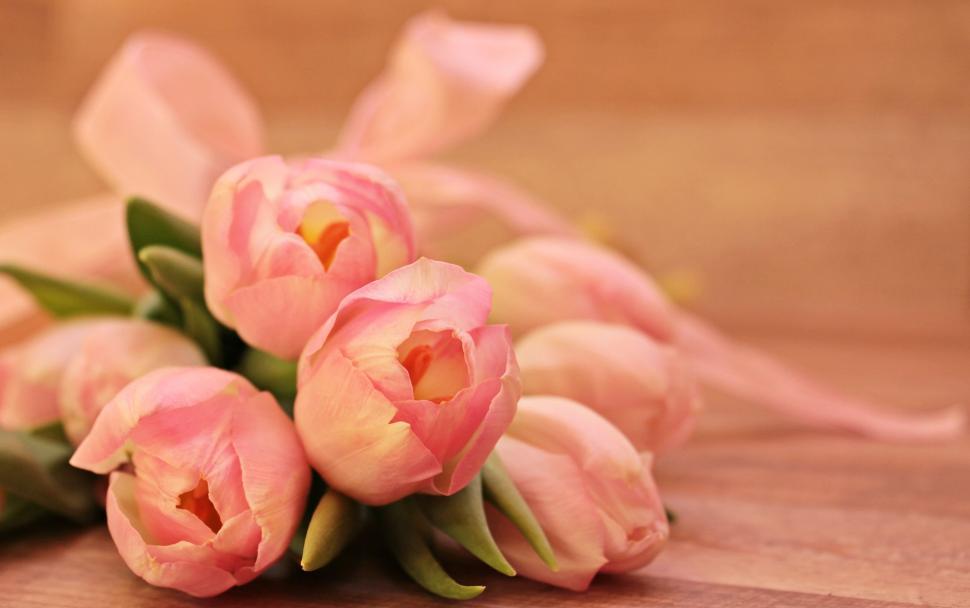 Free Image of Tulip Flowers 