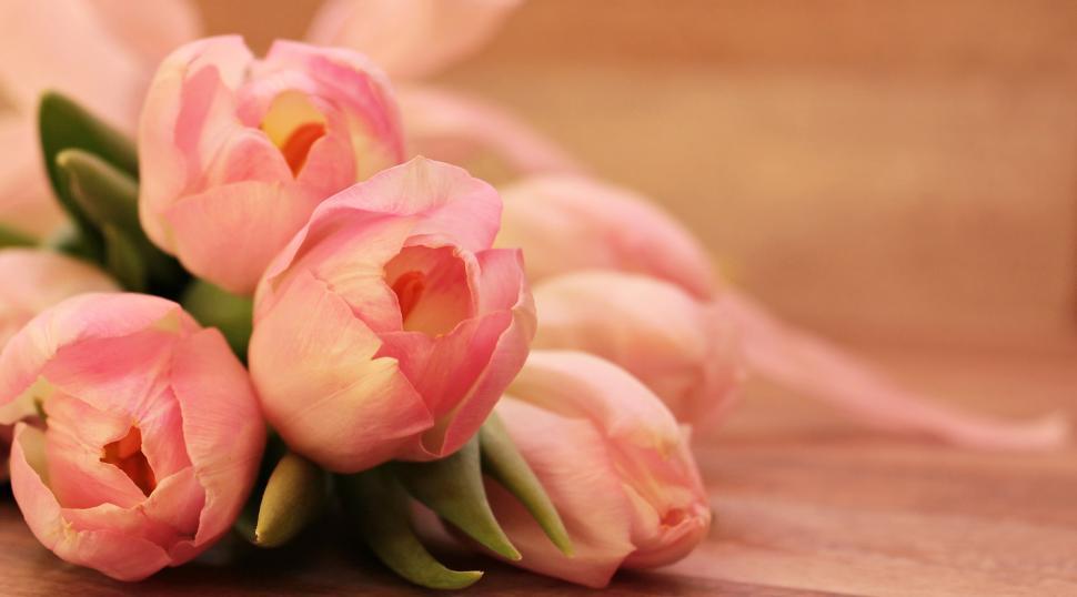 Free Image of Pink Tulip Flowers 