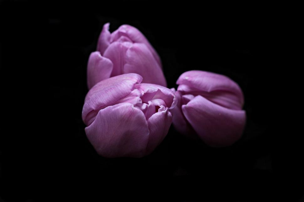 Free Image of Purple Tulips 