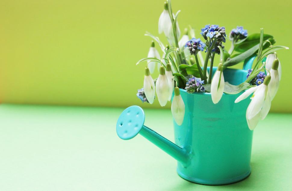 Free Image of Flowers and watering can 