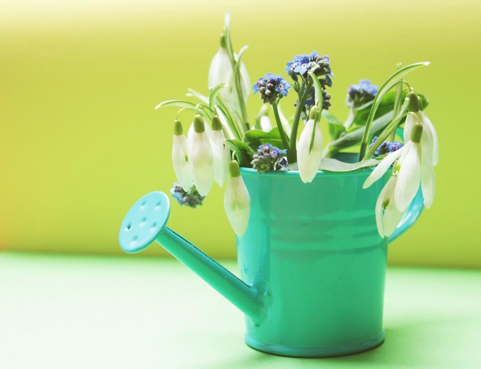 Free Image of Watering can and flowers 