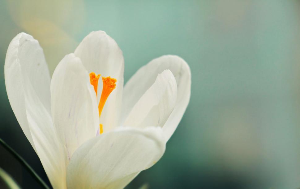 Free Image of White crocus flower  