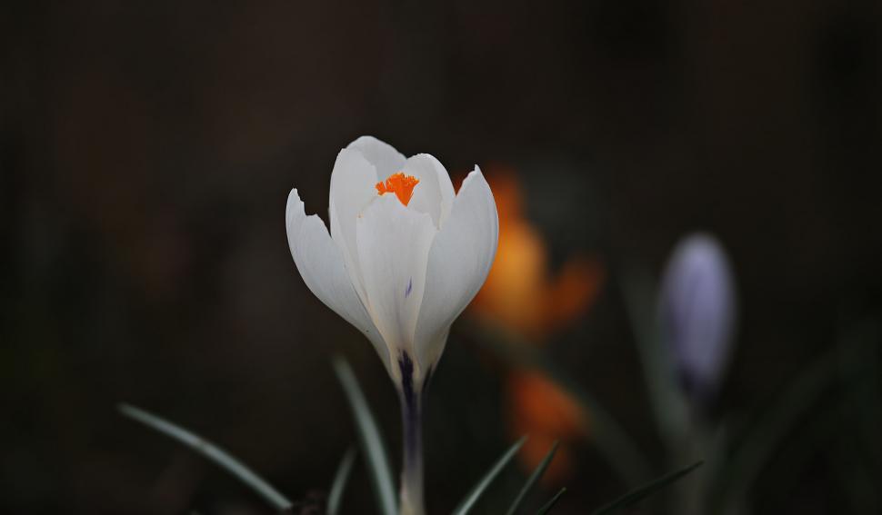 Free Image of White Flower with orange stamens 