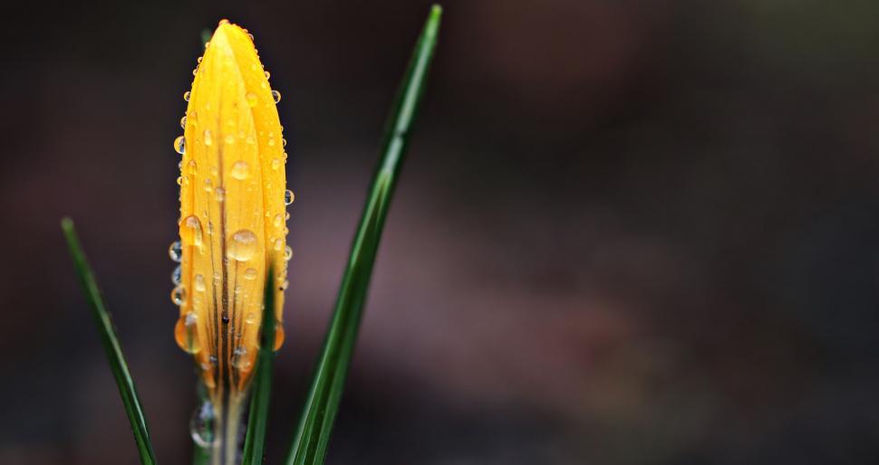Free Image of Yellow Flower in Dew - Copy Space 