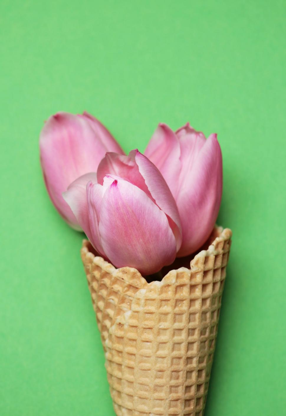 Free Image of Tulip flowers and ice cream cone 