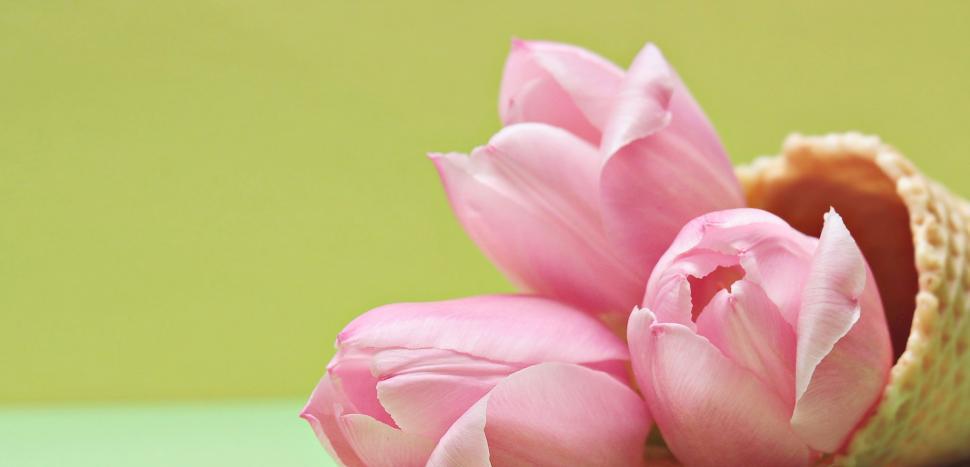 Free Image of Pink Tulip Flowers and Ice Cream Cone 