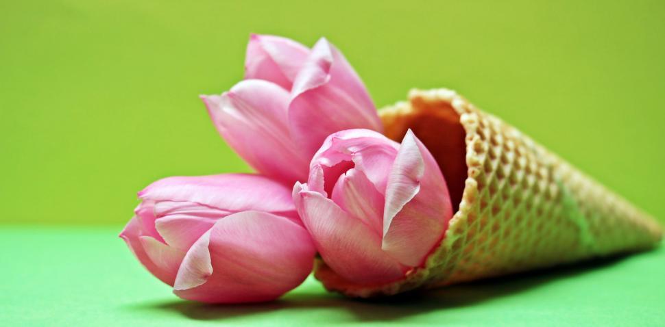 Free Image of Three Pink Tulips in Waffle cone 
