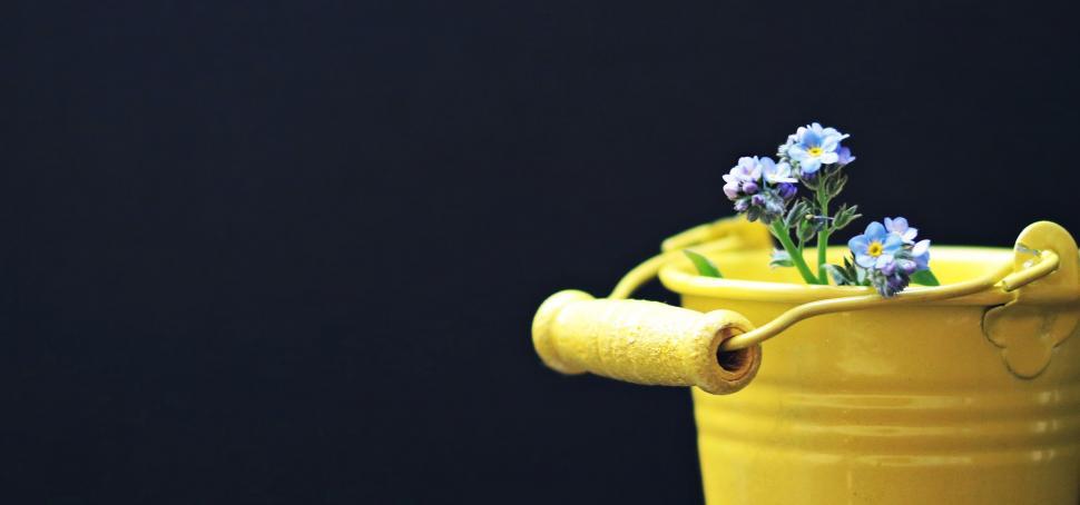 Free Image of Flowers in bucket - Space for text 