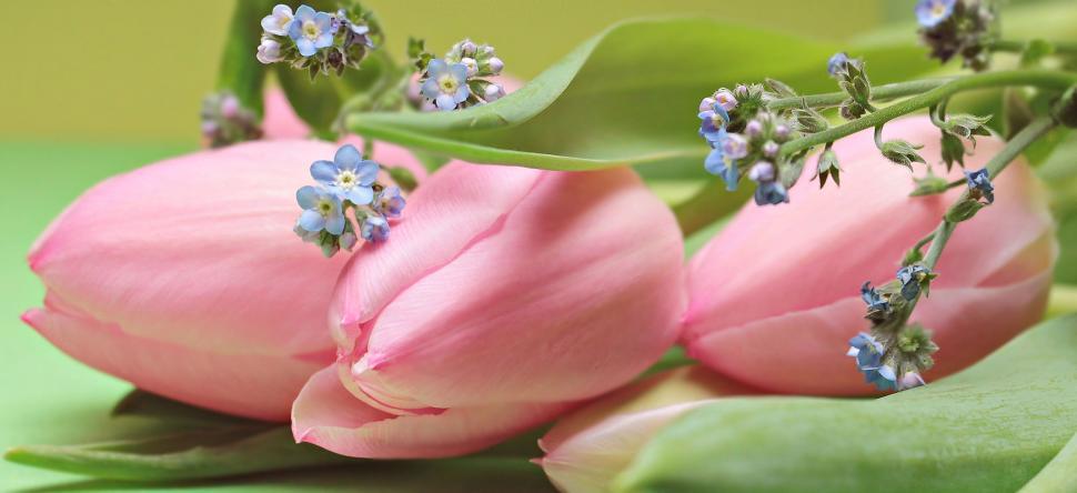 Free Image of Pink Tulips and Tiny Blue Flowers 