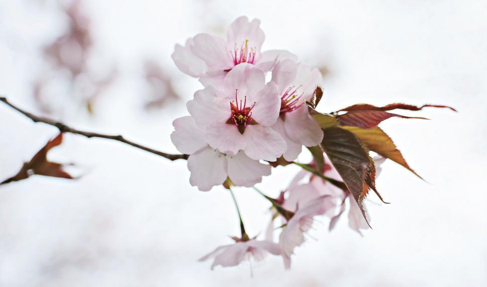 Free Image of Japanese Cherry Flowers - Pink  