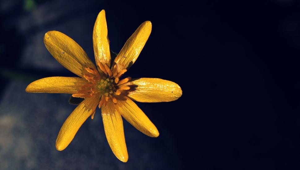 Free Image of Lesser celandine flower 